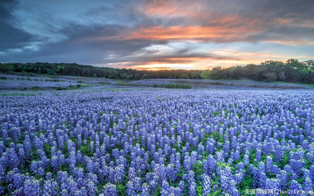 4月初正是德州蓝帽花的季节!